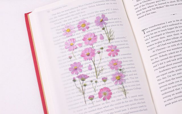 Pegatinas diseño flores prensadas - Cosmos - Imagen 2