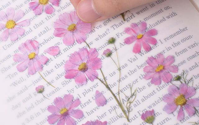 Pegatinas diseño flores prensadas - Cosmos - Imagen 3