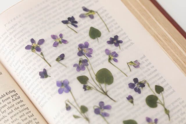 Pegatinas diseño flores prensadas - Violeta - Imagen 2